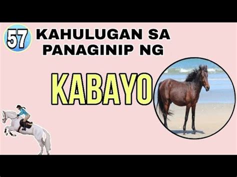 Kabayo Meaning .